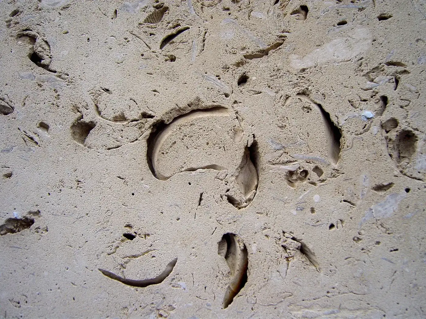 Fossil-rich cream limestone surface